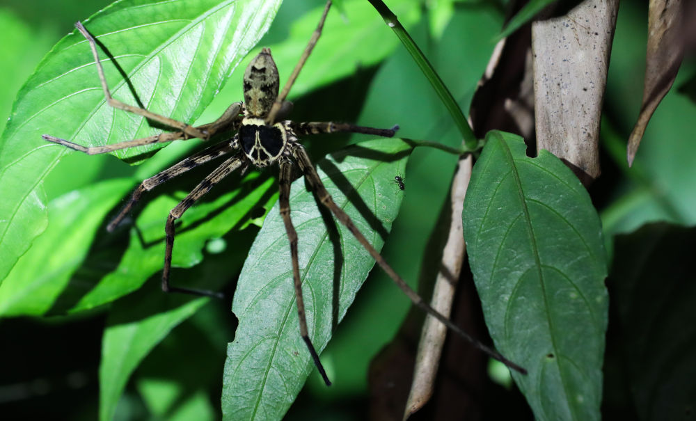 这是在海南热带雨林国家公园吊罗山片区拍摄的白额高脚蛛(6月14日