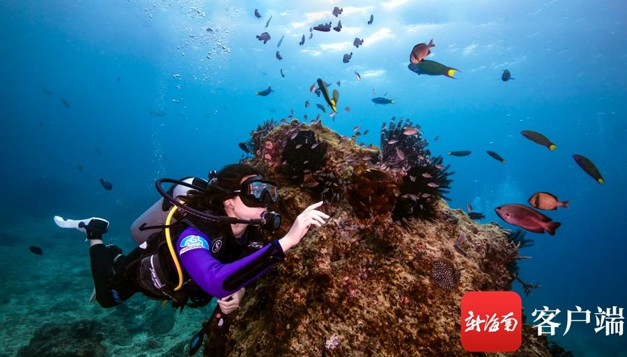 游客在蜈支洲岛旅游区潜水.蜈支洲岛旅游区供图