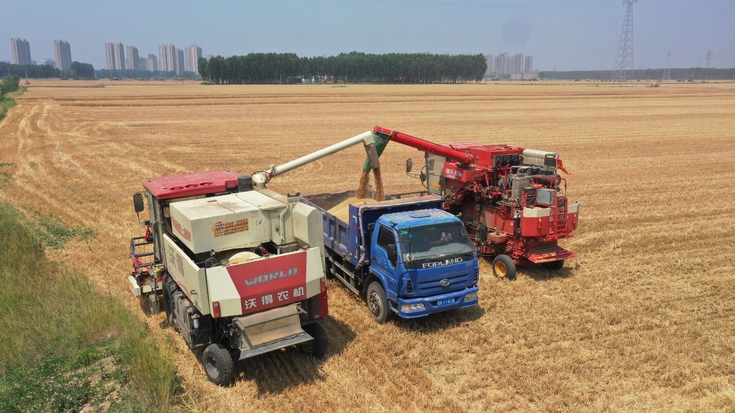 图为在香河县安头屯镇,联合收割机将收获的小麦装车.