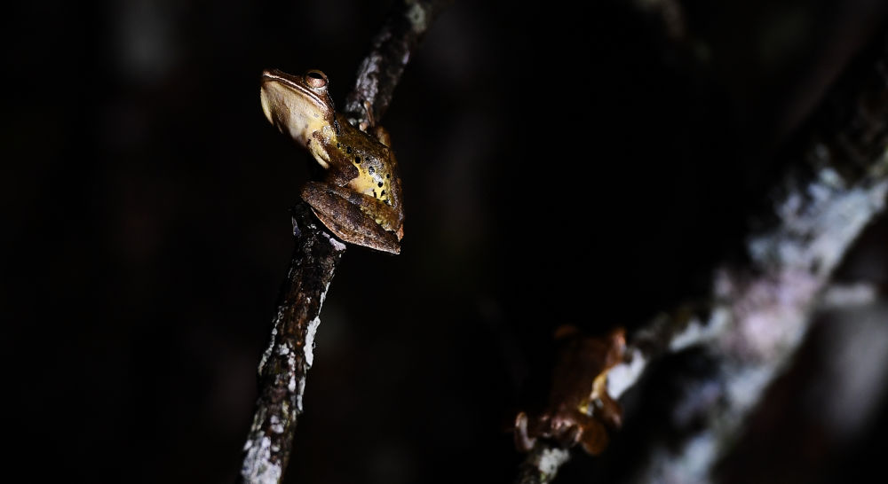 在海南热带雨林国家公园吊罗山片区,无声囊泛树蛙在树上休息(6月