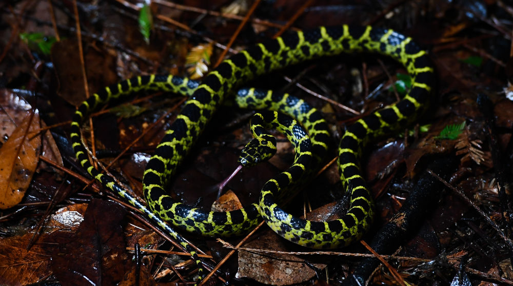 这是在海南热带雨林国家公园吊罗山片区拍摄的黄链蛇(6月13日摄).