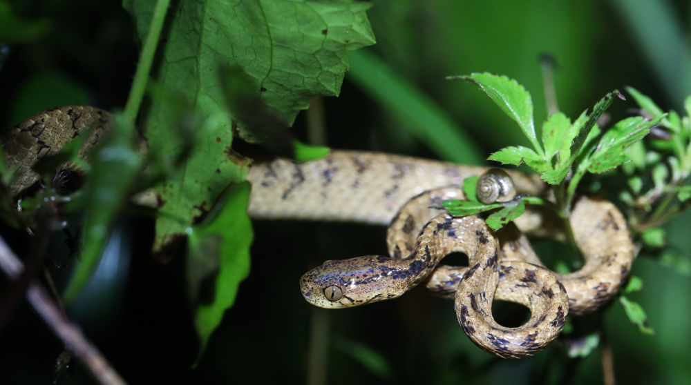 这是在海南热带雨林国家公园吊罗山片区拍摄的缅甸钝头蛇(6月13日