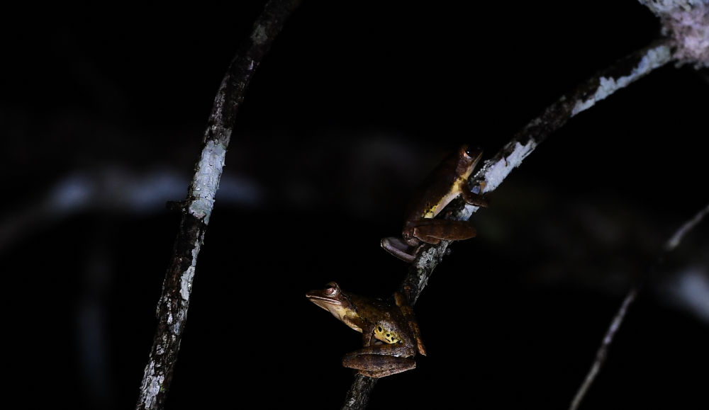 在海南热带雨林国家公园吊罗山片区,无声囊泛树蛙在树上休息(6月