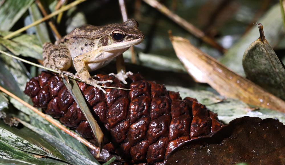 摄↑这是在海南热带雨林国家公园吊罗山片区拍摄的螽斯(6月13日摄)