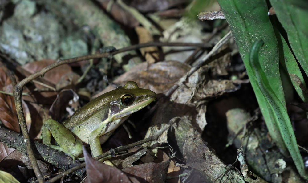 这是在海南热带雨林国家公园吊罗山片区拍摄的沼水蛙(6月14日摄).