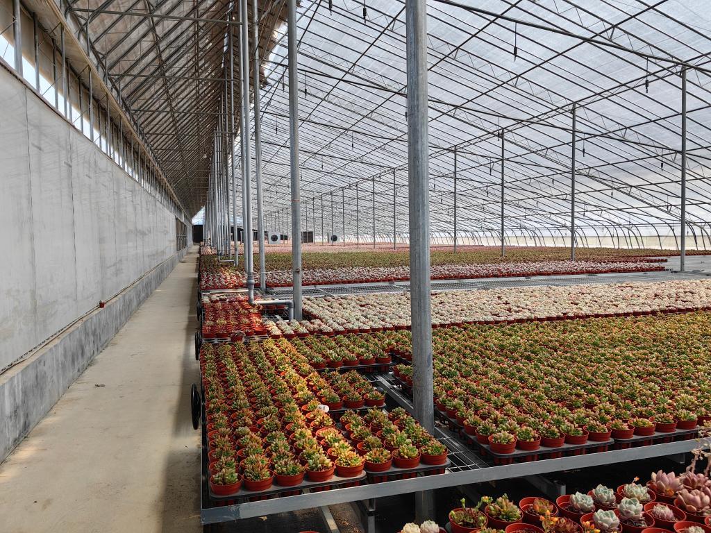 芦李村的一处花卉大棚内,各种多肉植物整齐摆放.新华社记者陈国峰 摄