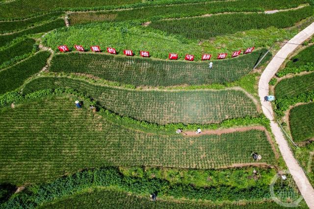 全国土地日丨重庆严守2664万亩耕地红线 让耕地始终姓"粮"|重庆市