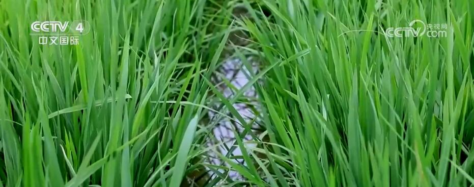 粮食年产量700亿斤！四川将从这五方面全面发力乡村振兴