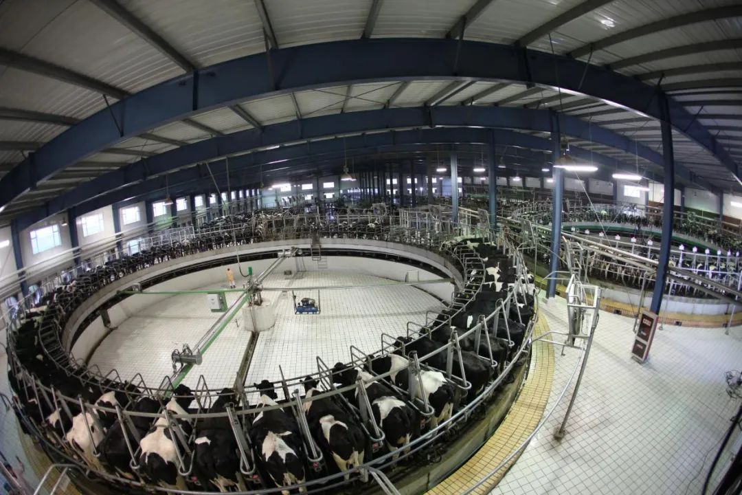 蒙牛现代牧业运用转盘式挤奶设备挤奶