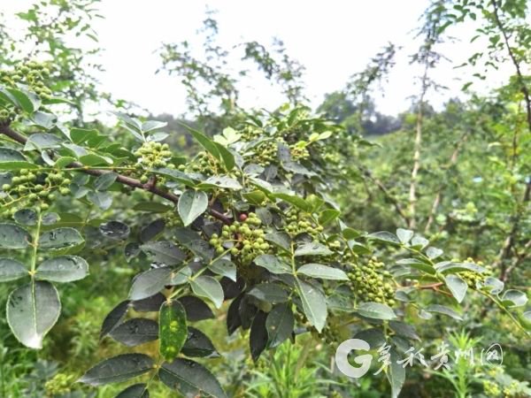 花椒示范种植基地