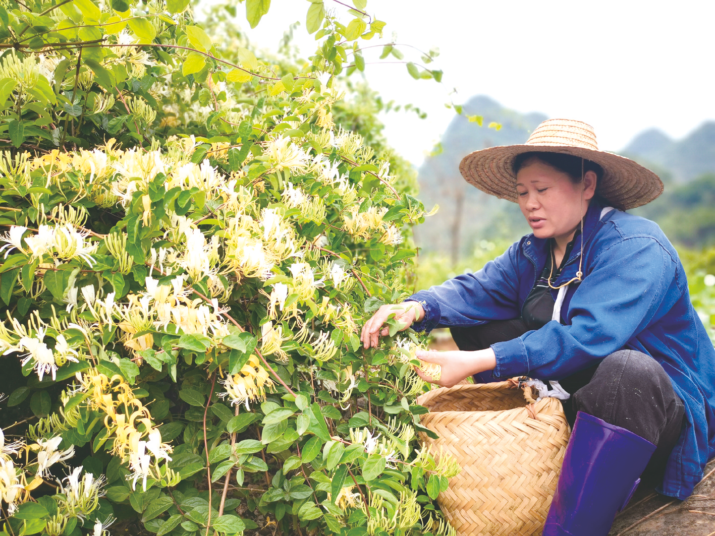 &nbsp;&nbsp;&nbsp;&nbsp;金银花成熟季,村民在采摘自家种植的金银花