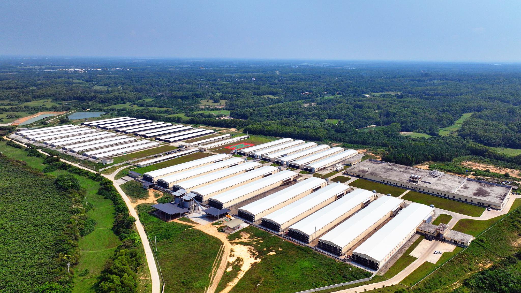 记者随后来到文昌市抱罗镇传味文昌鸡产业园,该园区占地约300亩,由