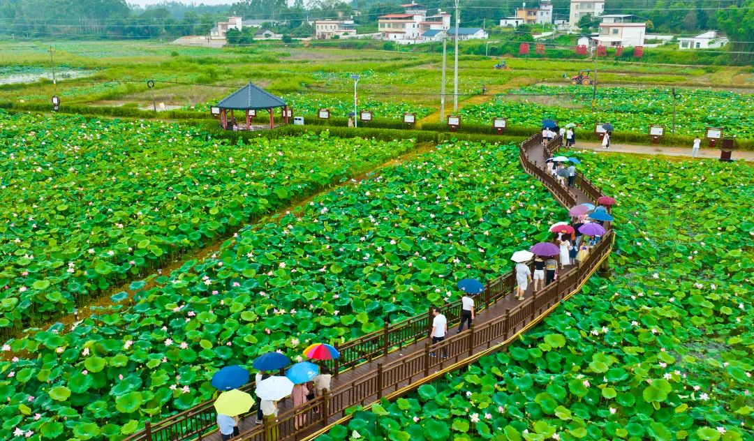 连平县三角镇石源村数百亩荷花盛放在青山绿水间,清香浮动,夏意满塘.