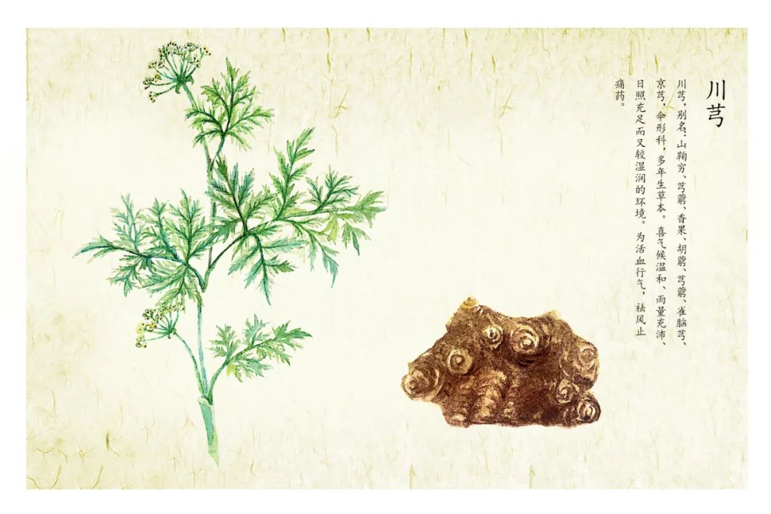 川芎:芎,读xiōng(兄),不读xióng(雄)或qióng(穷).