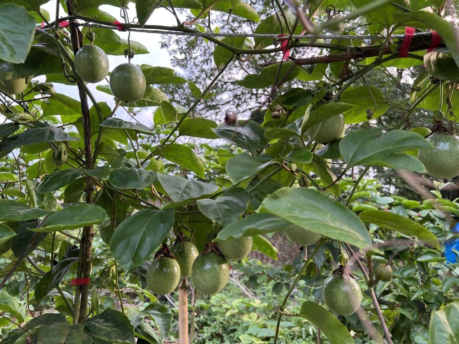 据统计,截止目前,河口县已种植百香果3000余亩,年产值约540万元.