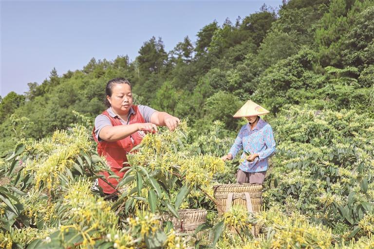 “采金夺银” 收获致富花|金银花_新浪财经_新浪网