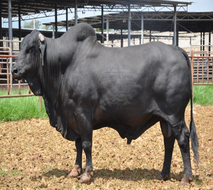 肉牛品种"云岭牛"