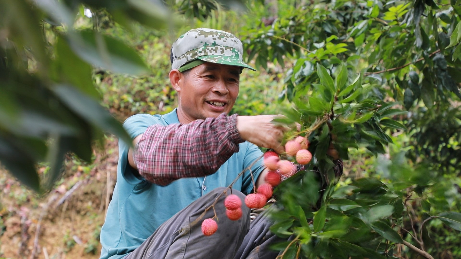 图为果农在采摘荔枝.桂平市融媒体中心供图