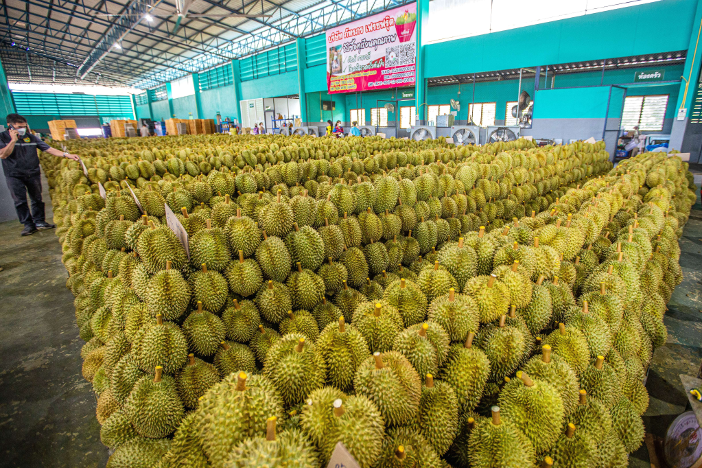 这是2022年5月5日在泰国尖竹汶府一家榴莲分拣工厂拍摄的榴莲.