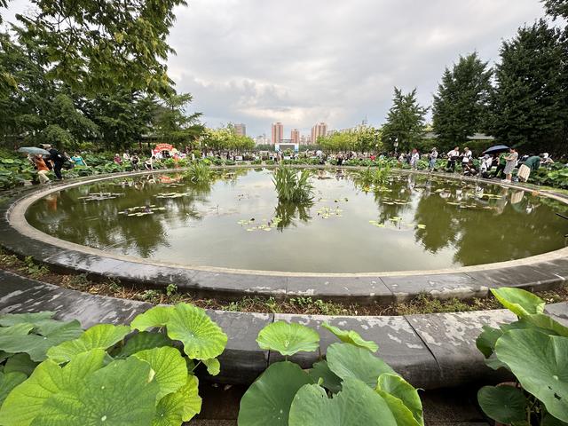 莲花池公园东门,巨大的圆形荷花池吸引众多游客拍照打卡.
