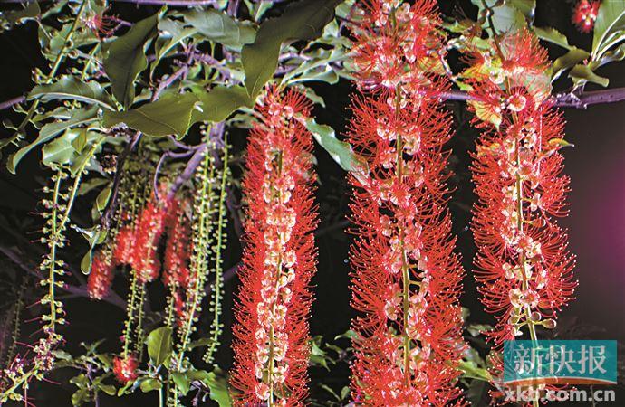 广州红花玉蕊开放吸引大批拥趸 花期真的只有一晚?_新浪财经_新浪网