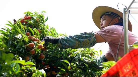 图为广州增城荔枝基地,果农冒着暑热采摘荔枝摄影/王一强