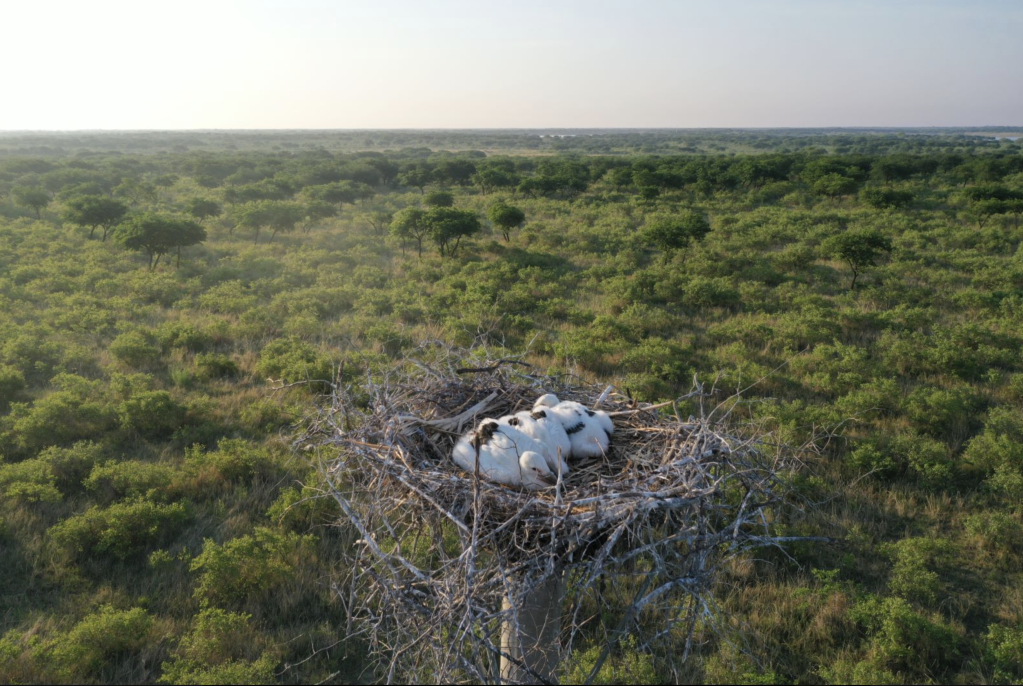6月16日在科尔沁国家级自然保护区人工招引巢中的东方白鹳幼鸟.