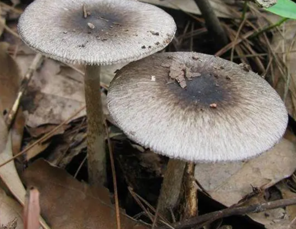 具有"假愈期",其中包括:灰花纹鹅膏,拟灰花纹鹅膏,裂皮鹅膏等菌类