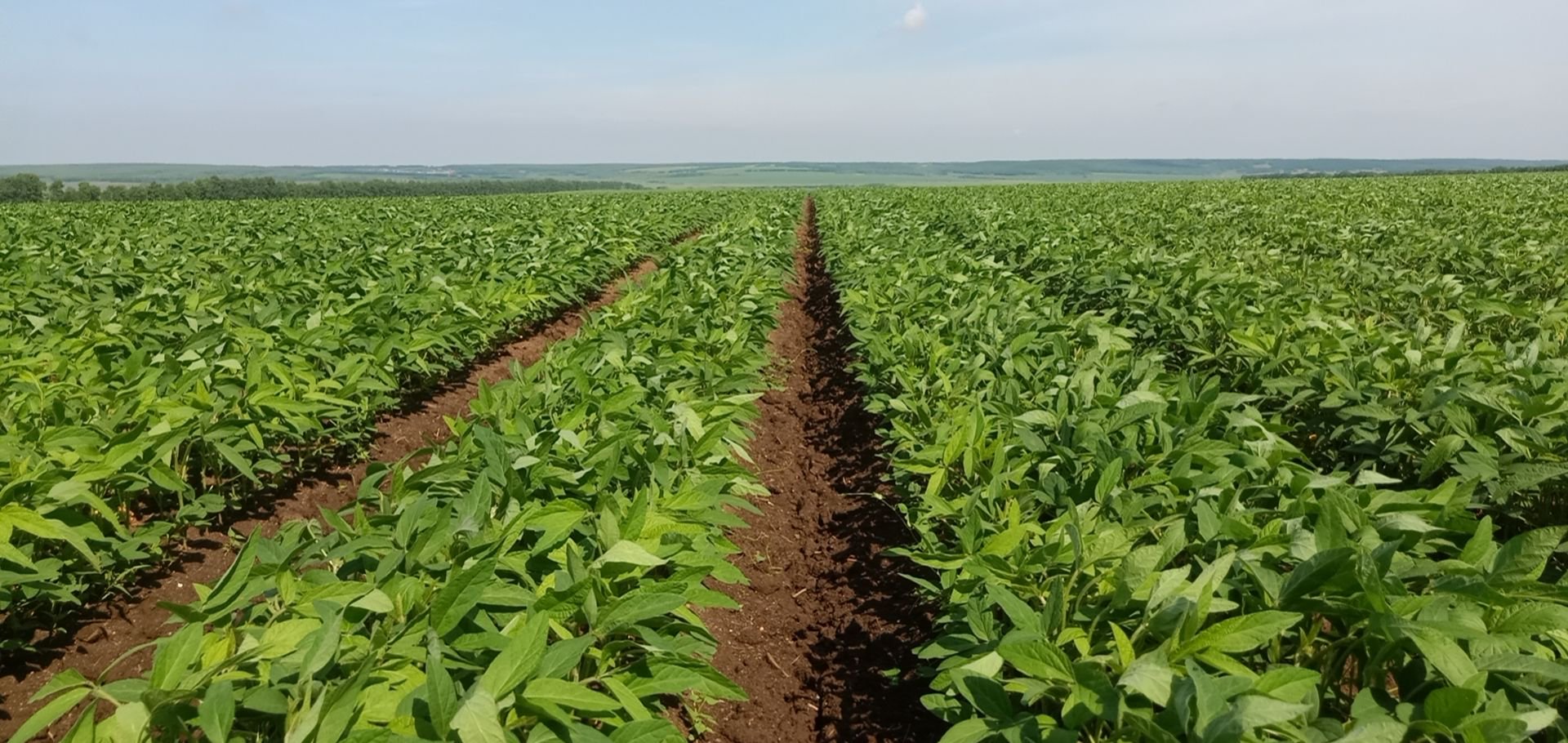 一垄垄绿色大豆枝繁叶茂