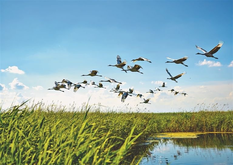 碧水清风灵秀地 鹤飞鹤舞画图中|齐齐哈尔市_新浪财经_新浪网