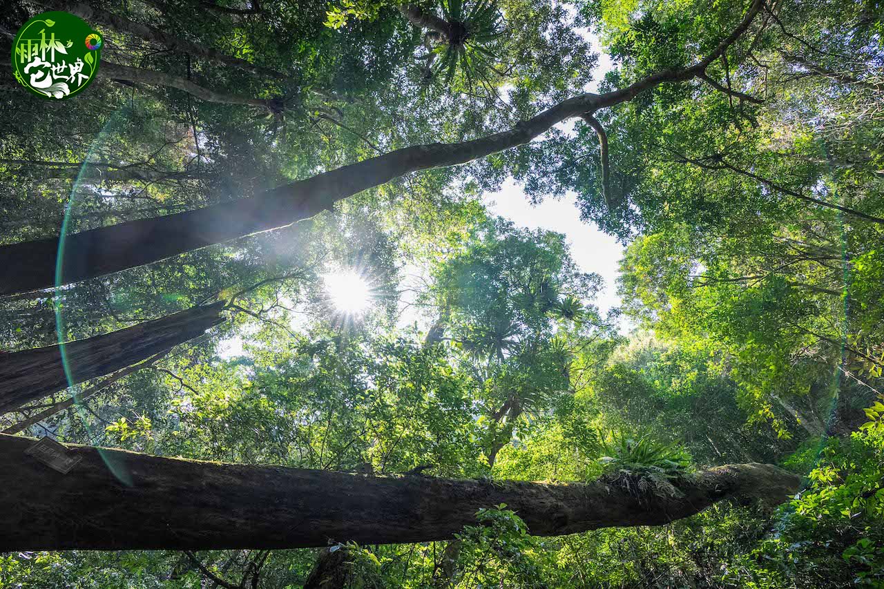 走进海南热带雨林里的"空中花园"