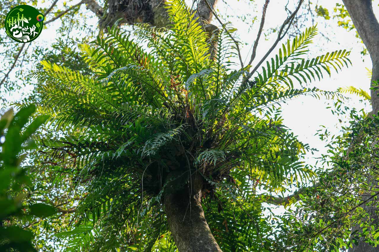 走进海南热带雨林里的"空中花园"|海南省_新浪财经_新浪网