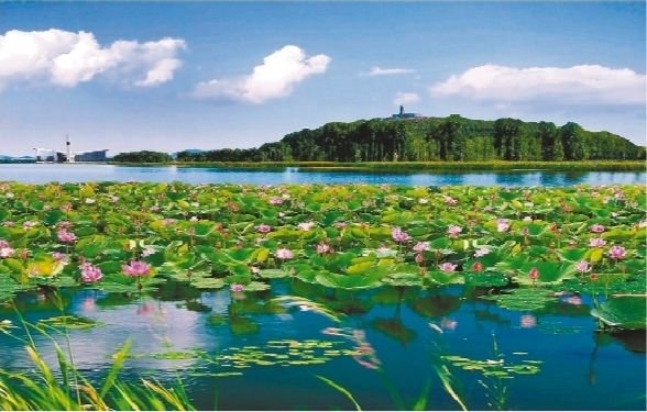 铁岭莲花湖湿地公园里花开正盛. 铁岭市委宣传部供图