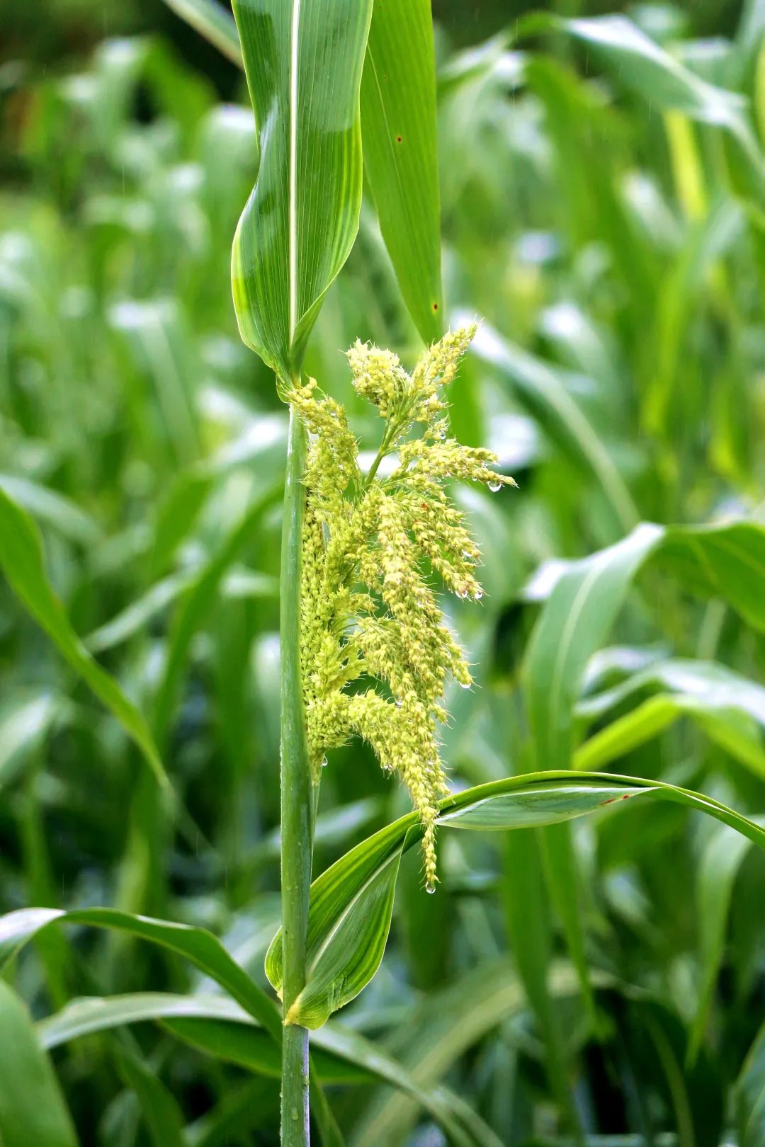 【融媒体中心新闻播报】赤水:"粱"身订制 高粱丰收在即