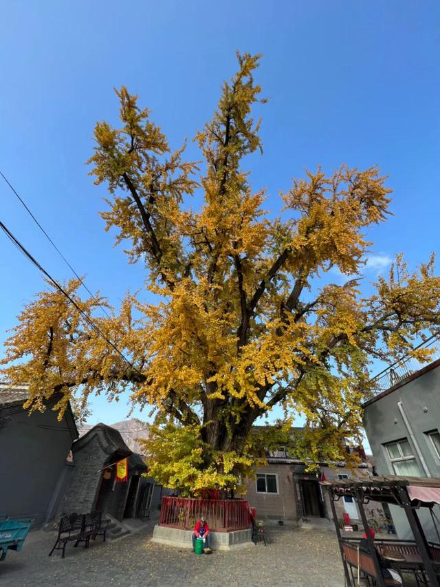 每到秋季,昌平区十三陵镇康陵村的银杏树满树金黄,十分漂亮.张宇供图