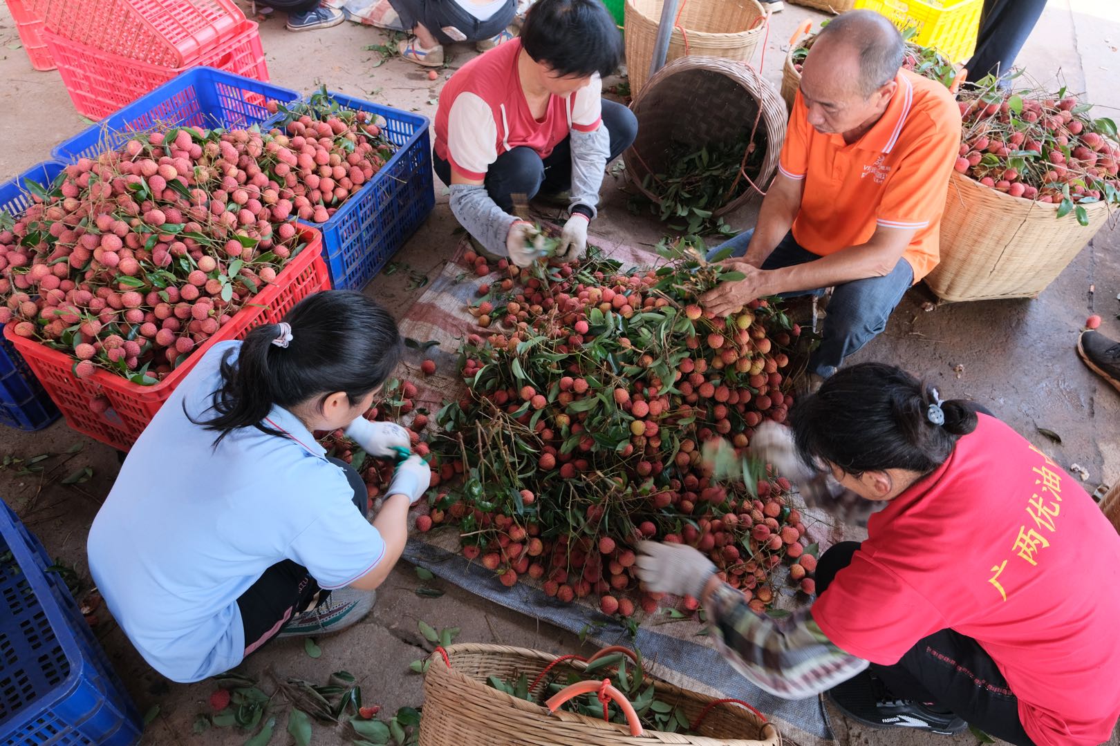 果农们正在对新鲜采摘的荔枝进行分拣和装筐打包