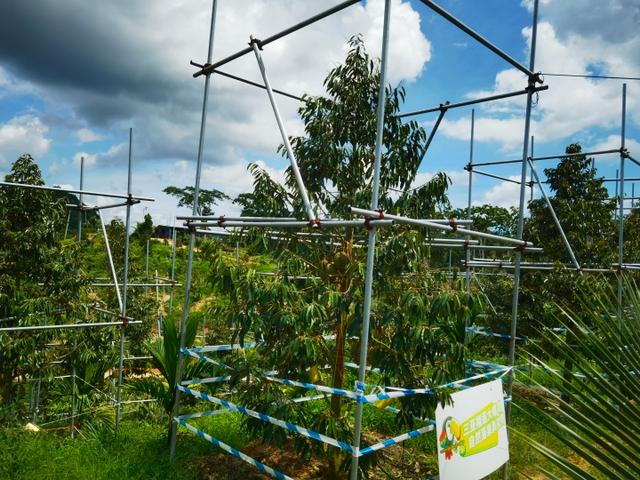 榴莲种植基地的榴莲树受访者供图