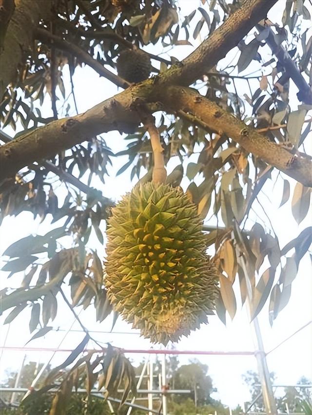 三亚榴莲种植基地的榴莲丰收在望 受访者供图