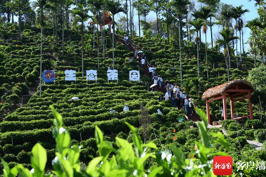 6月30日,高质量发展调研行记者团来到五指山水满乡什巾岭生态茶园
