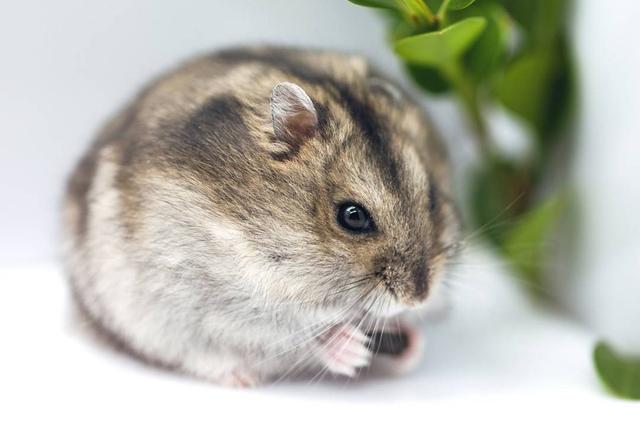 仓鼠 图片源自网络