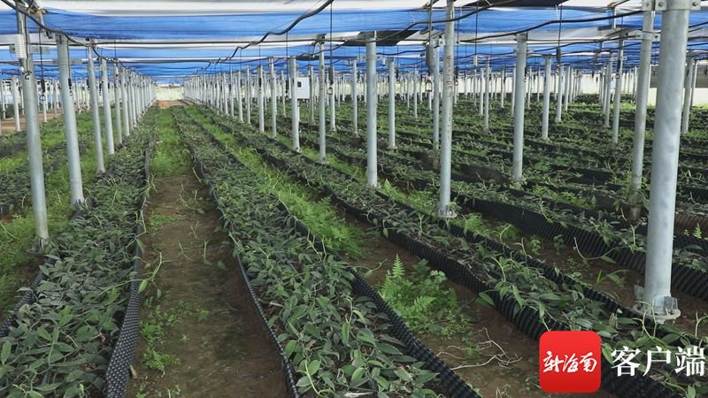 秸秆加工制作成经济效益极高的香料之王——香草兰的种植基床.