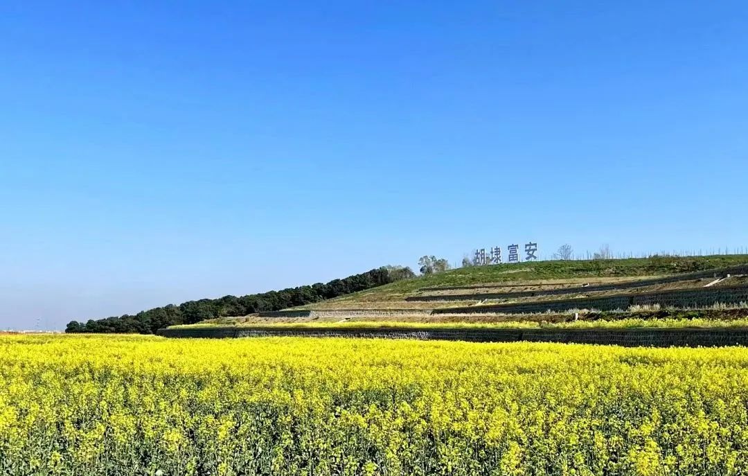 日前,滨湖区胡埭镇富安村组织村民为梯田翻土开沟,并播撒了向日葵(2.