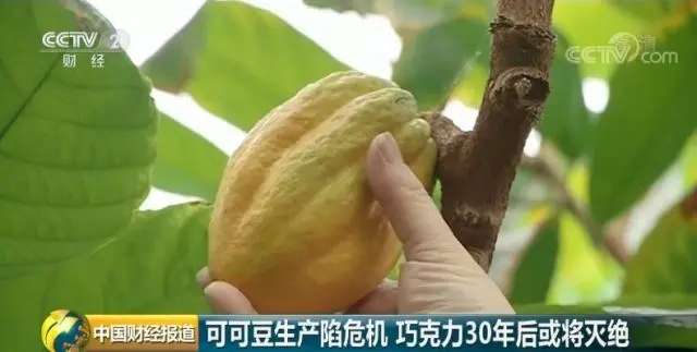 巧克力爱好者又要遭殃了！主原料价格飙升至46年来新高