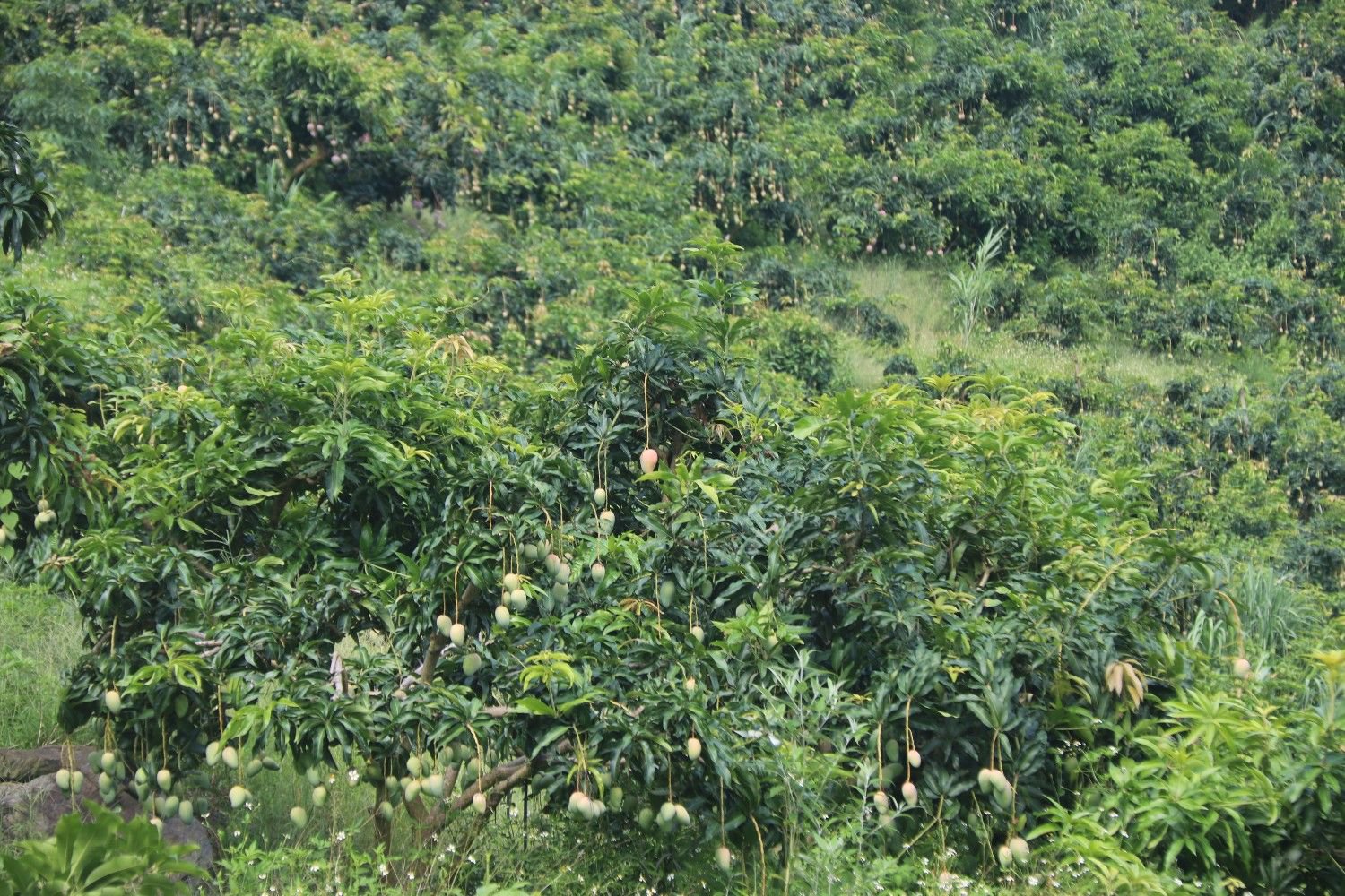 河口县老范寨乡:万亩芒果采收"芒"|广西_新浪财经_新浪网