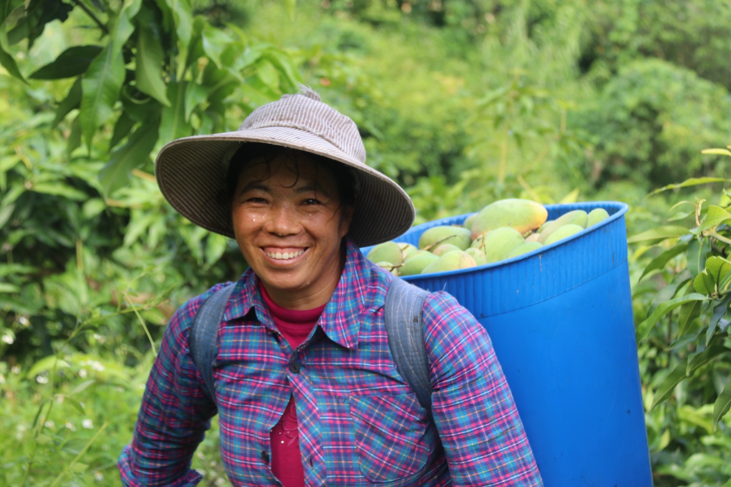 河口县老范寨乡:万亩芒果采收"芒"|广西_新浪财经_新浪网