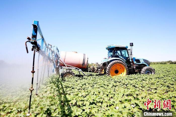 在新疆昌吉市华兴农场的棉花地里,一台中科原动力无人农机在广袤的