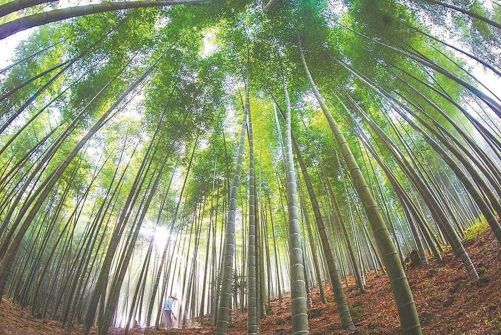 拔节生长,永安竹业蓄能勃发_新浪财经_新浪网