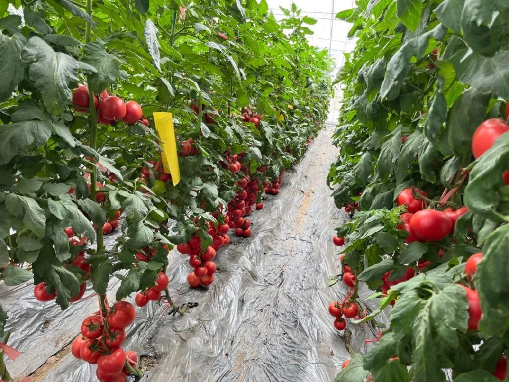 2023年5月底，江苏徐州铜山蔬菜种苗研发繁育基地，温室大棚里的番茄结果。