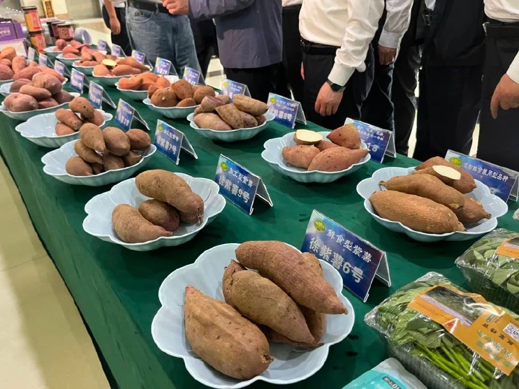 徐州农科院展厅展台上，摆放着不同品种的甘薯。