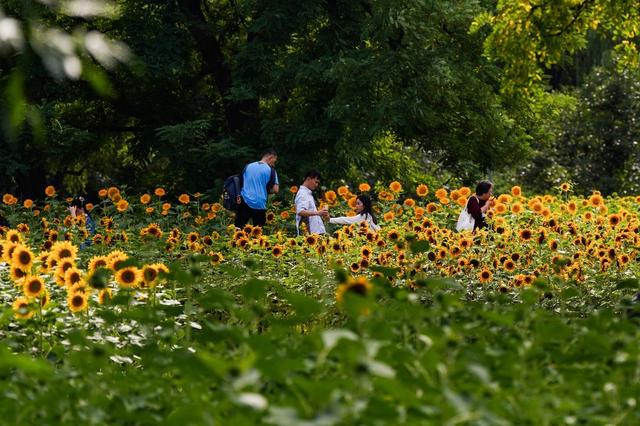 北京奥森百亩向日葵进入盛花期 引游客打卡观赏
